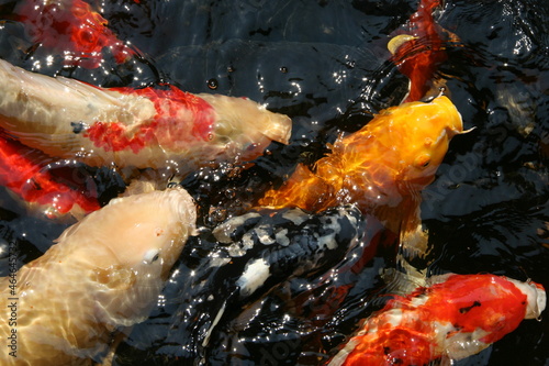 The beautiful fancy carp koi fish feeding in pond in the garden. Japan Koi Carp in Koi Pond float in water  view from above. Many colourful fishes in one place - yellow fish  orange fish.