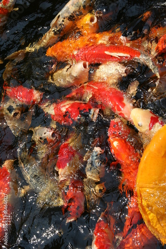 The beautiful fancy carp koi fish feeding in pond in the garden. Japan Koi Carp in Koi Pond float in water, view from above. Many colourful fishes in one place - yellow fish, orange fish.