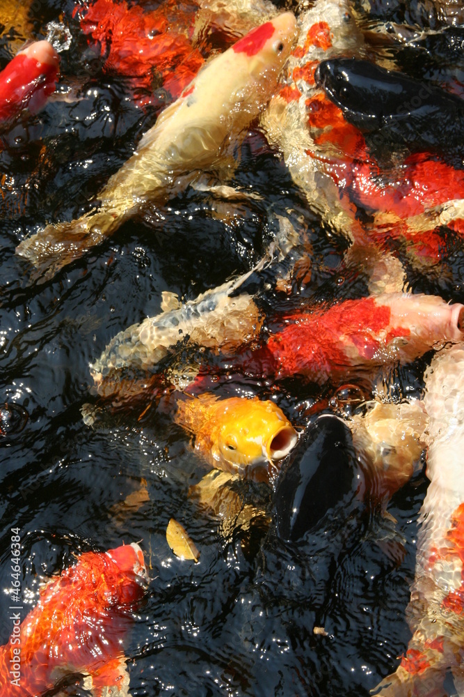 The beautiful fancy carp koi fish feeding in pond in the garden. Japan Koi Carp in Koi Pond float in water, view from above. Many colourful fishes in one place - yellow fish, orange fish. The beautiful fancy carp koi fish feeding in pond in the garden. Japan Koi Carp in Koi Pond float in water, view from above. Many colourful fishes in one place - yellow fish, orange fish.