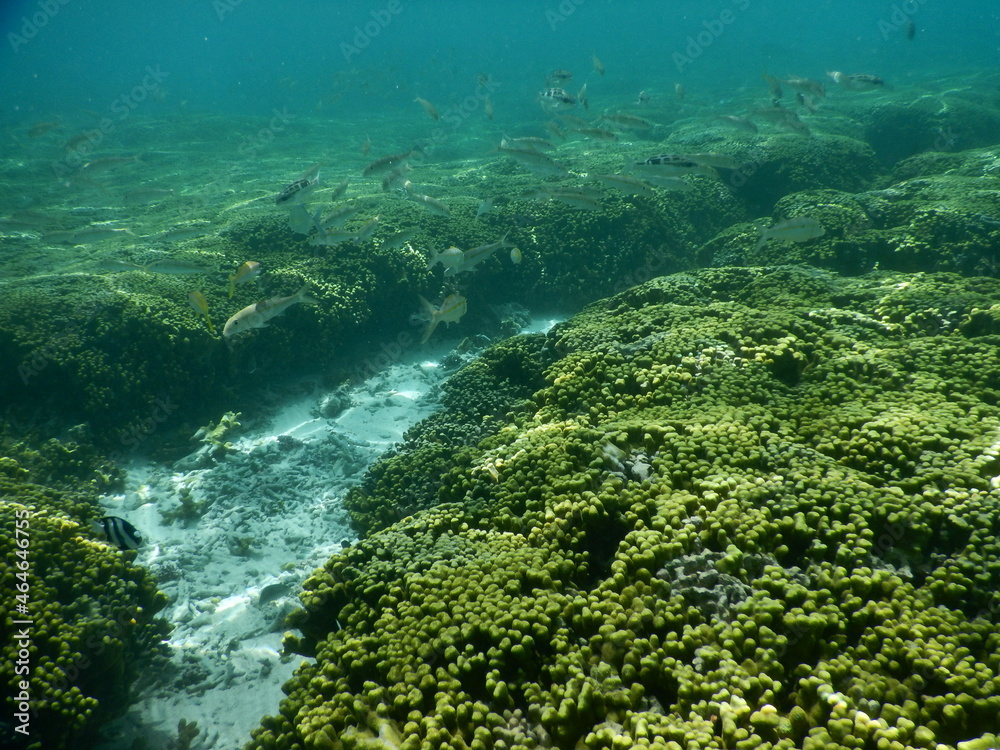 Underwater coral reef at Guam, グアム　熱帯魚　水中　サンゴ　魚