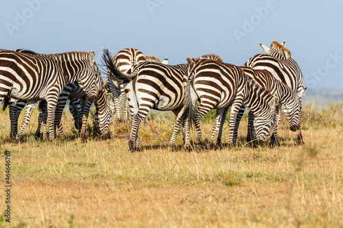 Flock of Zebras grazing on the savanna