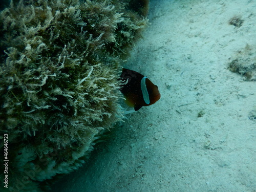 Underwater coral reef at Guam, グアム　熱帯魚　水中　サンゴ　魚 photo