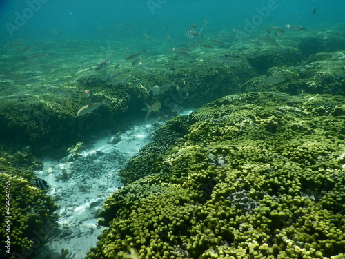 Underwater coral reef at Guam, グアム　熱帯魚　水中　サンゴ　魚 photo