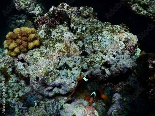 Underwater coral reef at Guam, グアム 熱帯魚 水中 サンゴ 魚