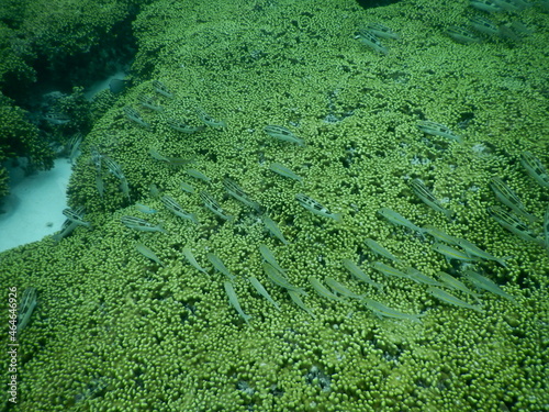 Underwater coral reef at Guam, グアム　熱帯魚　水中　サンゴ　魚 photo