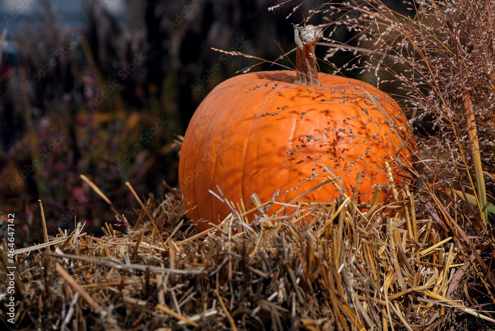 Single ripe orange pumpkin in sunlight. Rustic style. Copy space.