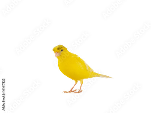 crested canary isolated on white background photo