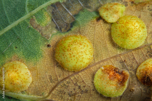 Spangle galls of Cynipid wasps on the underside of the leaf of Pedunculate oak photo