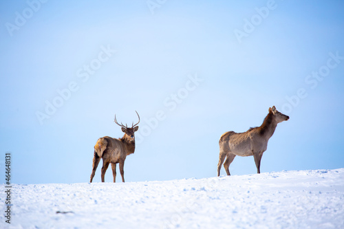 Fototapeta Naklejka Na Ścianę i Meble -  Deer in the snow in the natural streak of the nature reserve in the mountains. The symbol of the New Year and Christmas of the team of Santa Claus, the leader of the pack of the leader of the reindeer