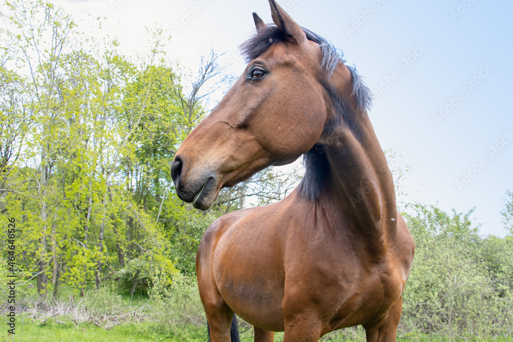 Fototapeta premium The horse of the thoroughbred breed stands in nature.