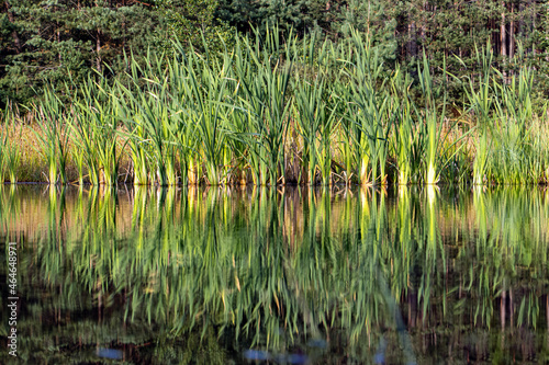 A green reeds with reflected on a water surface.