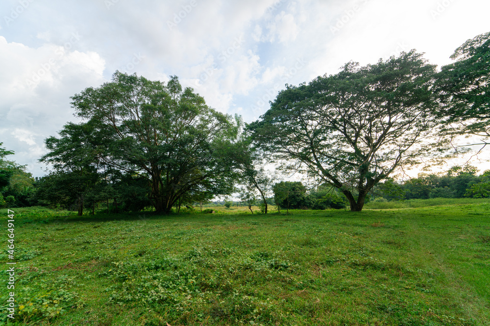 Green grass meadow with bog tree forest Green grass meadow with bog tree forest