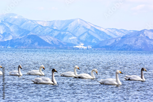 Fototapeta Naklejka Na Ścianę i Meble -  猪苗代湖の白鳥の群れ	