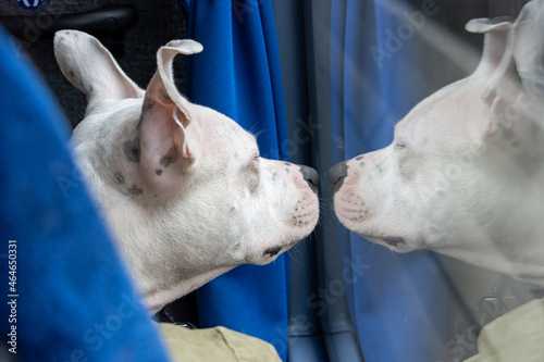 The white bull terrier is looking from a window at bus.