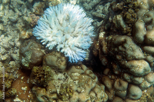 Fototapeta Naklejka Na Ścianę i Meble -  Coral resilience in endangered coral reef