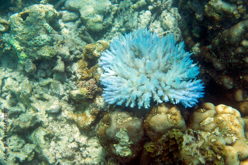 Fototapeta Naklejka Na Ścianę i Meble -  Coral resilience in endangered coral reef