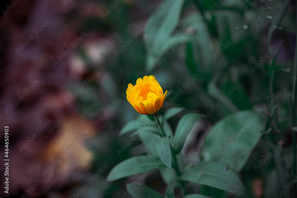 a small yellow flower and green leaves. Yellow calendula a small yellow flower and green leaves. Yellow calendula