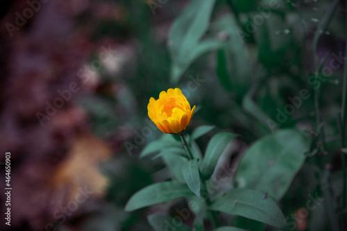 a small yellow flower and green leaves. Yellow calendula