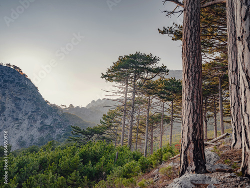 Forest landscape with fir trees and stones over sunset. In summer or fall. Rocky terrain. mountain shaan-kaya