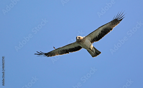 Booted eagle  Aquila pennata   Greece