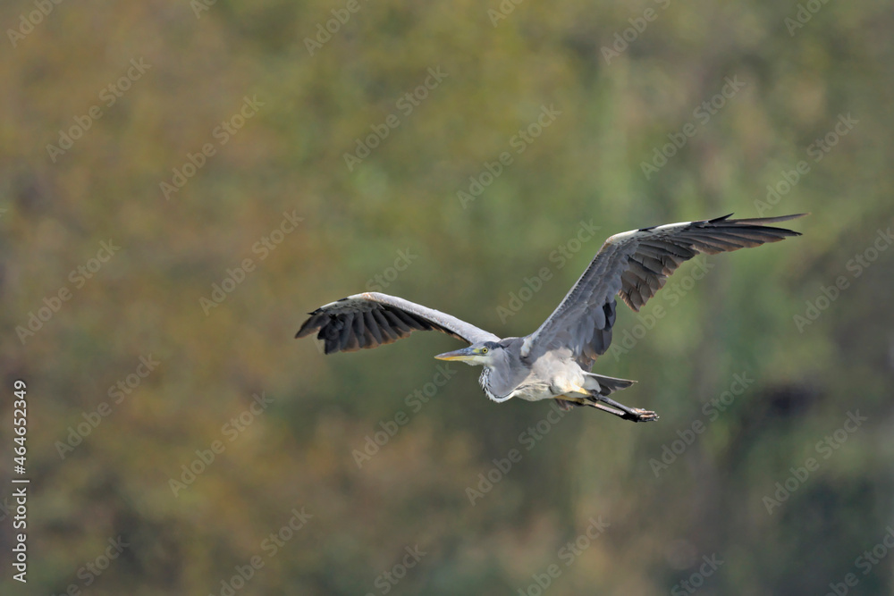 Grey Heron - Ardea cinerea, Crete Grey Heron - Ardea cinerea, Crete