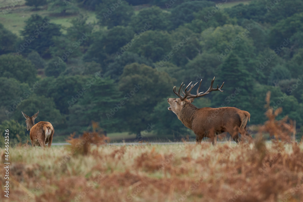 Dominant Red Deer stag (Cervus elaphus) roaring to warn off rival stags during the annual rut in Bradgate Park, Leicestershire, England.
