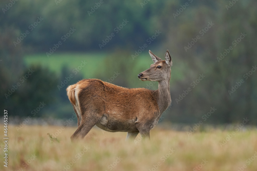 Red Deer hind (Cervus elaphus) during the annual rut in Bradgate Park, Leicestershire, England. Red Deer hind (Cervus elaphus) during the annual rut in Bradgate Park, Leicestershire, England.