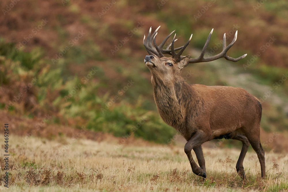Dominant Red Deer stag (Cervus elaphus) running to round up hinds in his breeding group during the annual rut in Bradgate Park, Leicestershire, England.