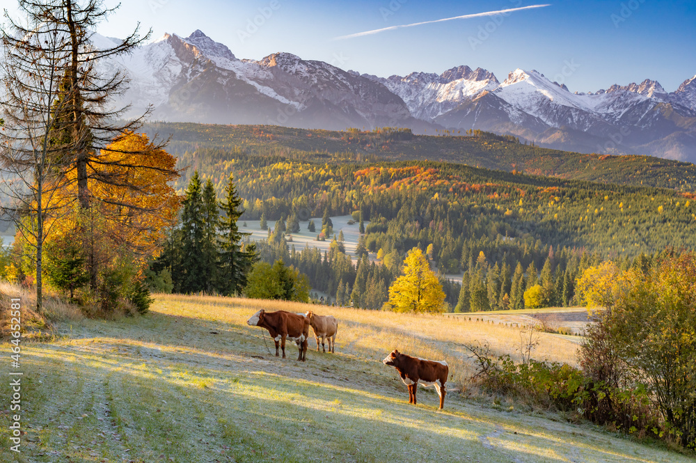 custom made wallpaper toronto digitalCows on pasture, Tatra mountains panorama, colorful autumn view from Lapszanka pass, Poland and Slovakia