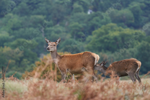 Red Deer hind  Cervus elaphus  suckling her fawn in Bradgate Park  Leicestershire  England.
