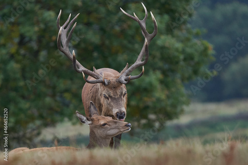 Dominant Red Deer stag (Cervus elaphus) and hind nuzzle during the annual rut in Bradgate Park, Leicestershire, England.
