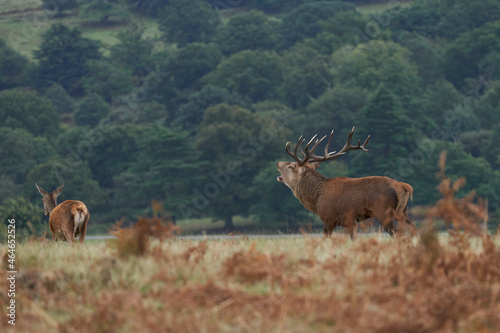Dominant Red Deer stag  Cervus elaphus  roaring to warn off rival stags during the annual rut in Bradgate Park  Leicestershire  England.