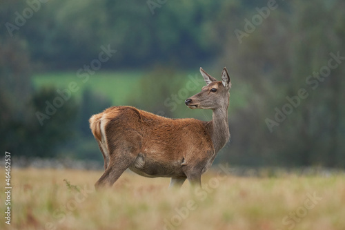 Obraz na plátně Red Deer hind (Cervus elaphus) during the annual rut in Bradgate Park, Leicestershire, England