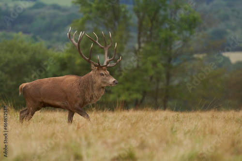 Dominant Red Deer stag  Cervus elaphus  on constant guard to warn off rival stags during the annual rut in Bradgate Park  Leicestershire  England.