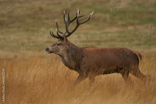 Dominant Red Deer stag  Cervus elaphus  on constant guard to warn off rival stags during the annual rut in Bradgate Park  Leicestershire  England.