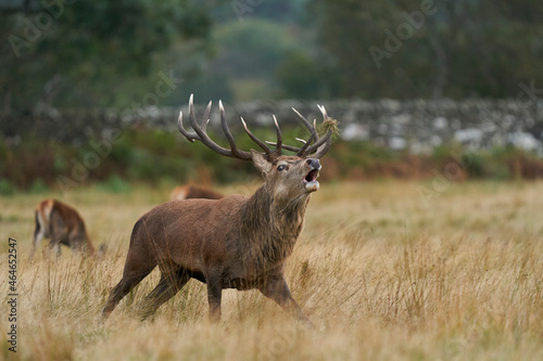 Dominant Red Deer stag  Cervus elaphus  roaring to warn off rival stags during the annual rut in Bradgate Park  Leicestershire  England.