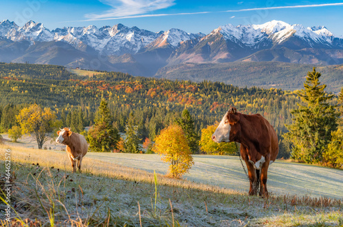 Cows on pasture, Tatra mountains panorama, colorful autumn view from Lapszanka pass, Poland and Slovakia