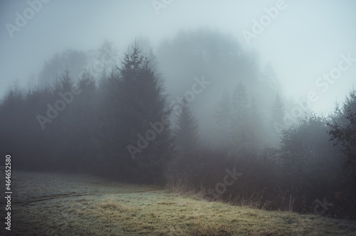 Forest in Carpathian mountains in thick fog, Poland