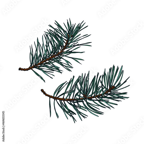 Hand drawn pine branches. Isolated sketch on white background. Vector illustration.