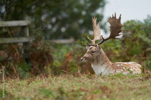 Fototapeta Naklejka Na Ścianę i Meble -  Fallow Deer stag (Dama dama) during the annual rut in Bradgate Park, Leicestershire, England. 