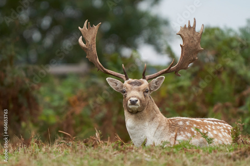 Fallow Deer stag (Dama dama) during the annual rut in Bradgate Park, Leicestershire, England. 