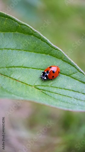 Macro ladybird on leaf