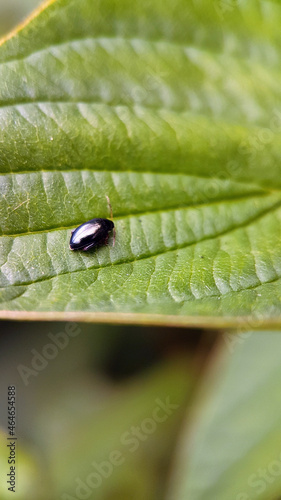 Black beetle on leaf