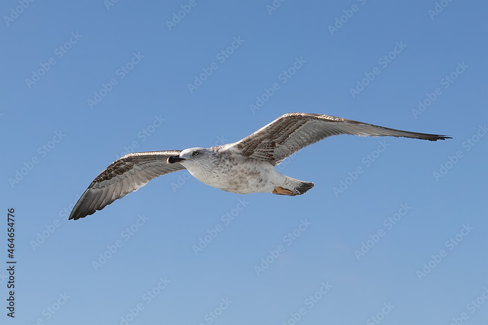 Obraz premium Beautiful flying seagull isolated on blue sky background