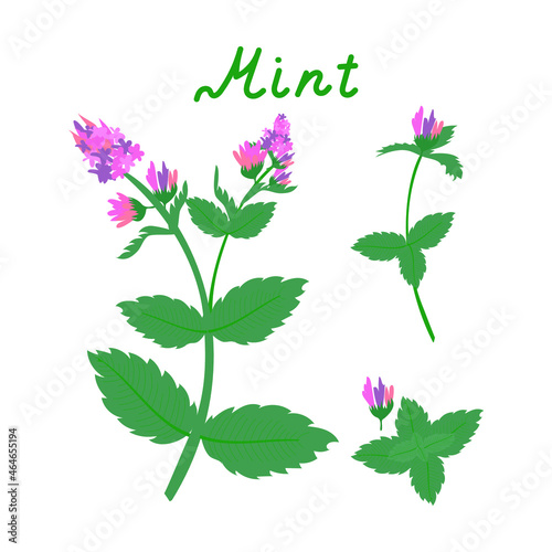 A set of fresh mint leaves with flowering isolated on a white background.Abstract background of peppermint leaves and flowers peppermint grass. Vector illustration.