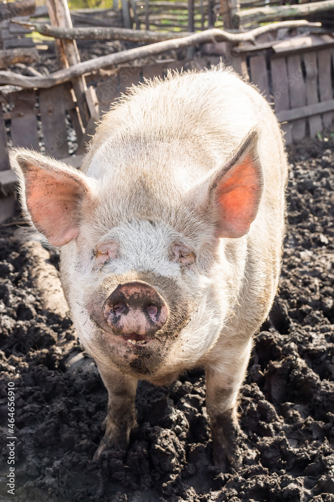 Pig farming raising and breeding of domestic pigs. Pig farming raising and breeding of domestic pigs.