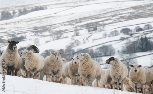 a flock of sheep in a snow covered landscape in the Yorkshire dales