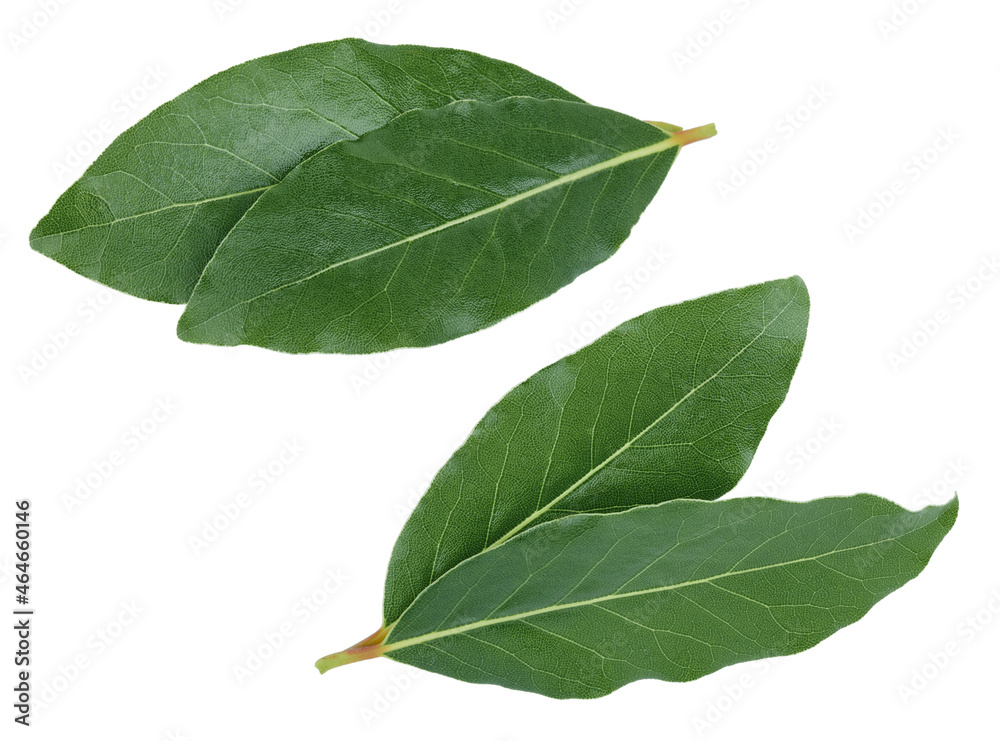 Bay leaves isolated on white background Bay leaves isolated on white background