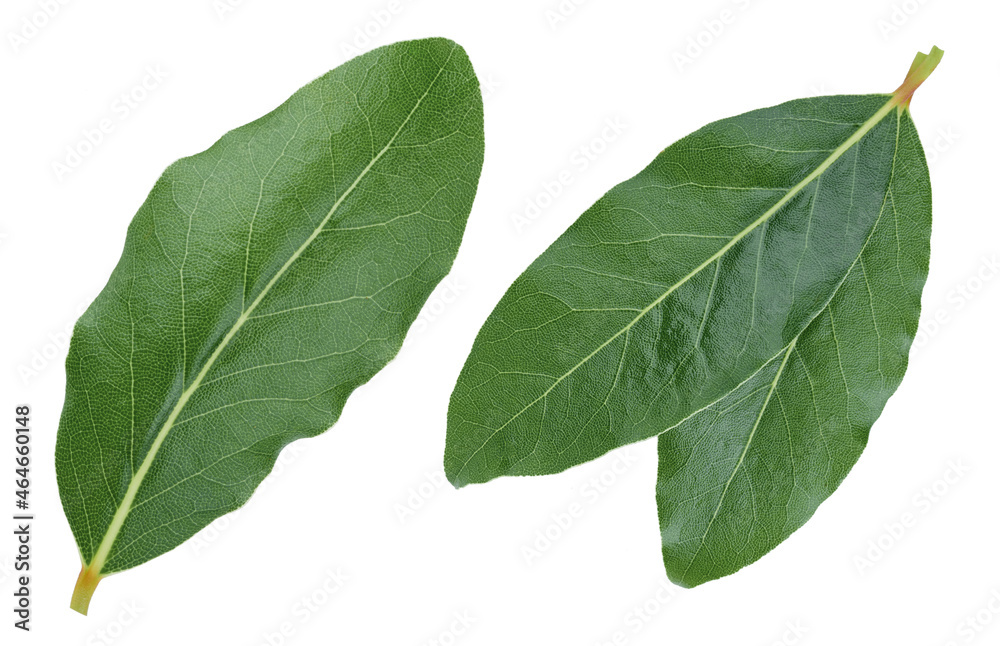 Bay leaves isolated on white background Bay leaves isolated on white background