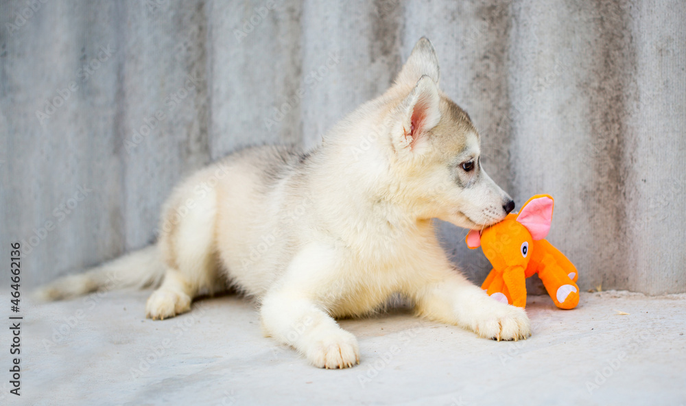Fototapeta premium Husky dog walks in the park. Walk down the street with a big dog without a muzzle. Pedigree dog for the protection and protection. Eyes of different colors.